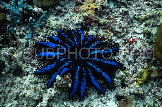 Crown-of-thorns starfish