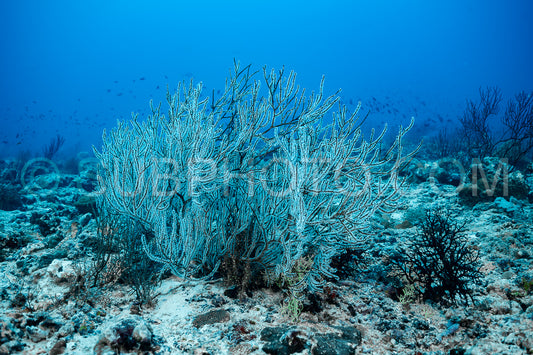 Photo de Corail mou blanc