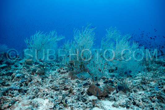 Photo de Corail mou blanc