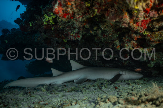 Nurse shark resting on a coral reef