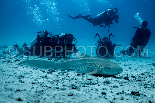 Zebra shark in the Maldives