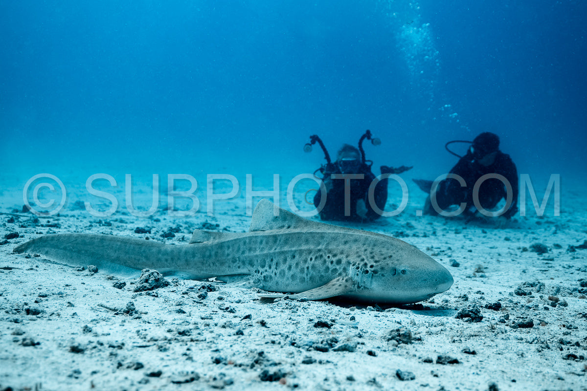 Zebra shark in the Maldives