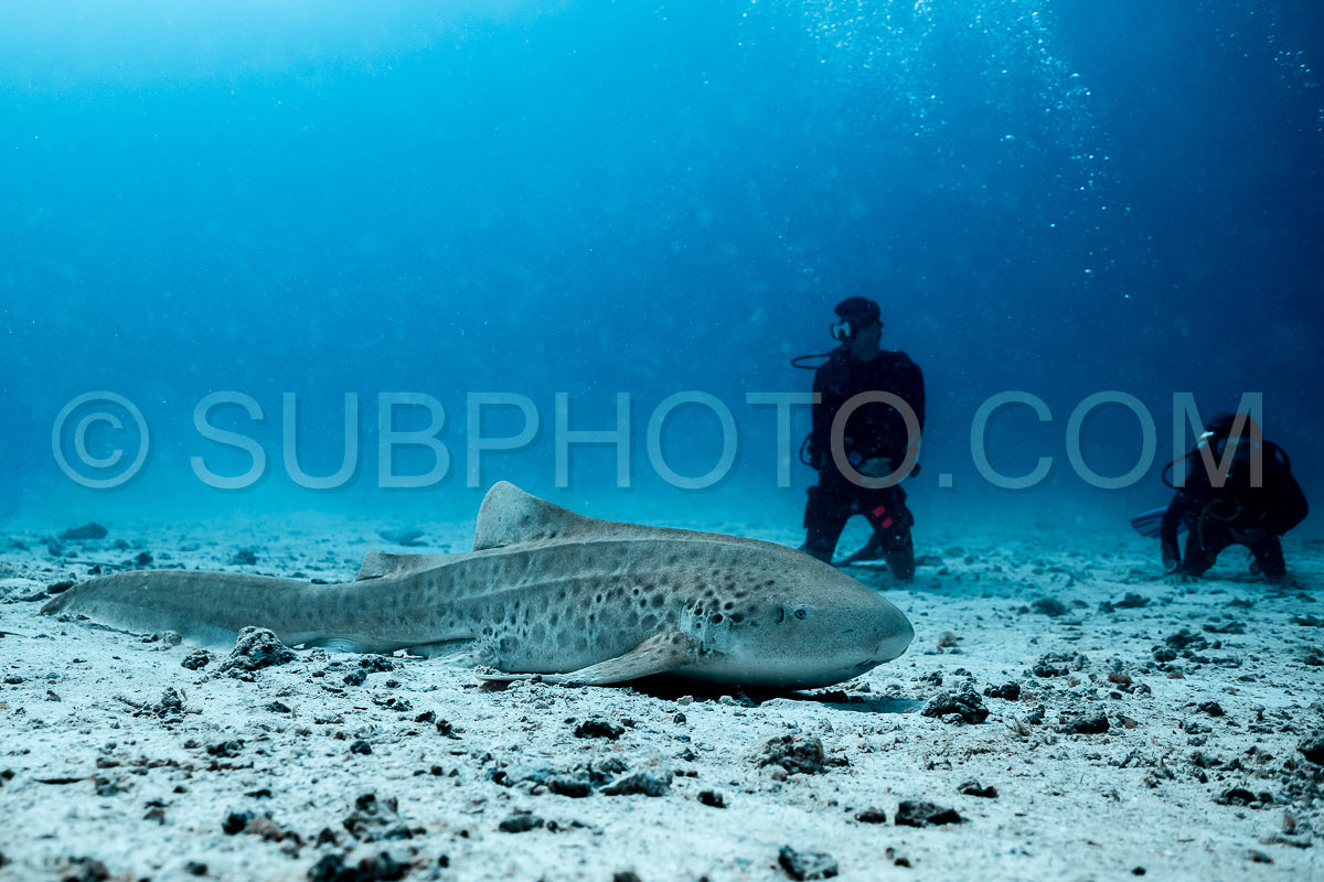 Maldivesfriends2023