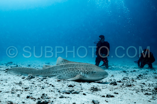 Maldivesfriends2023