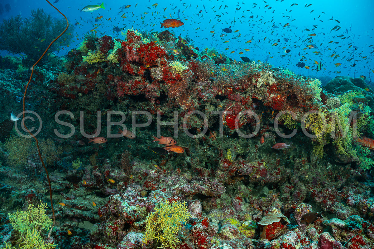 Photo de Poisson-soldat sous le corail
