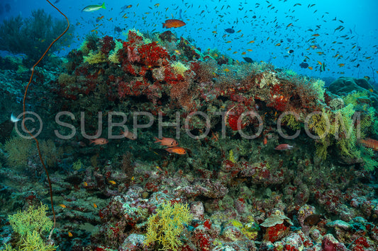 Soldierfish under coral