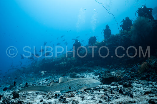 Zebra shark in the Maldives