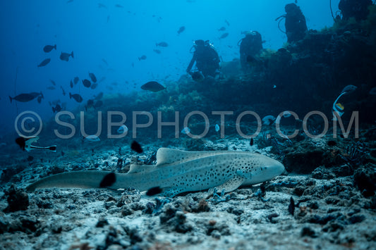 Zebra shark in the Maldives