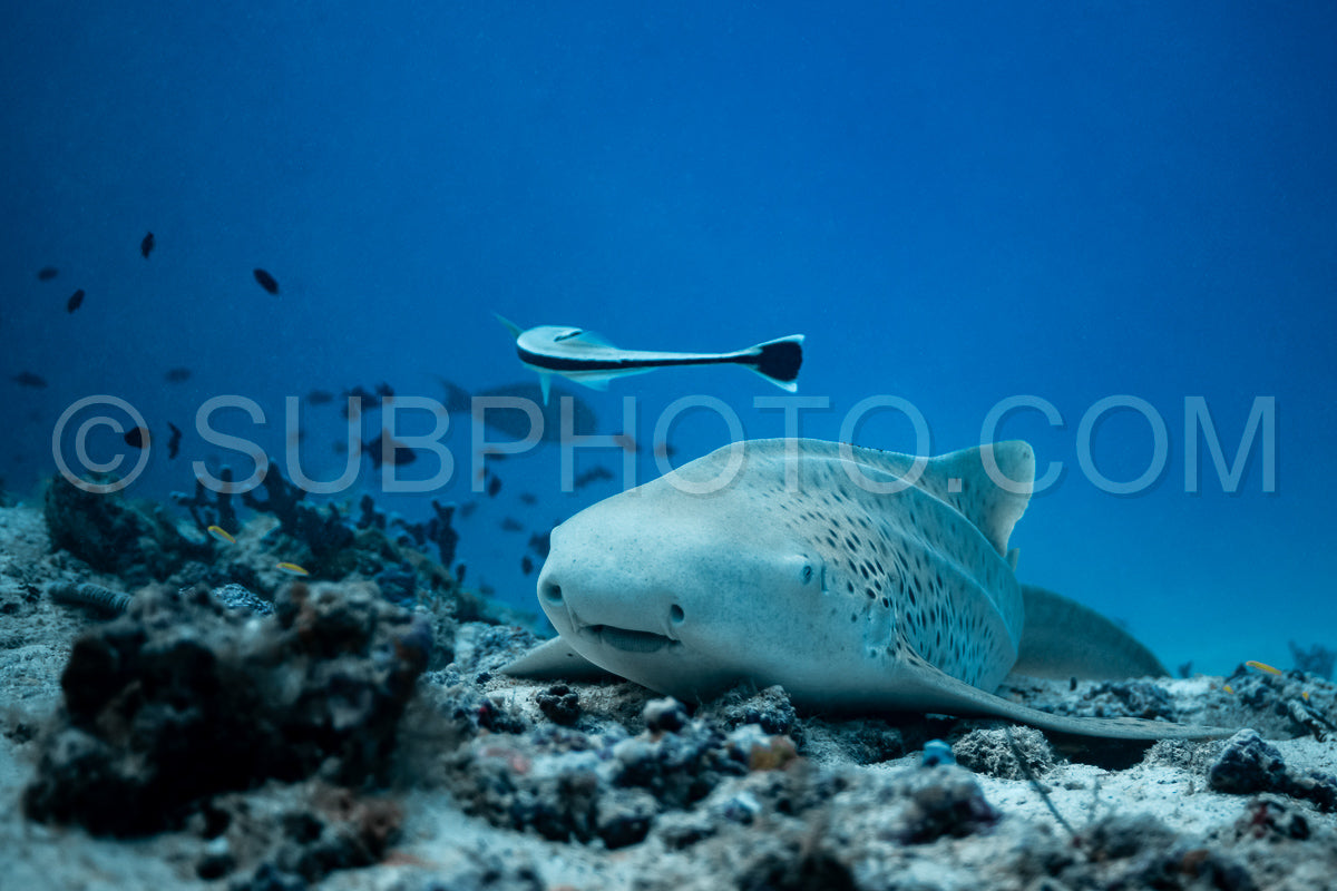 Zebra shark in the Maldives