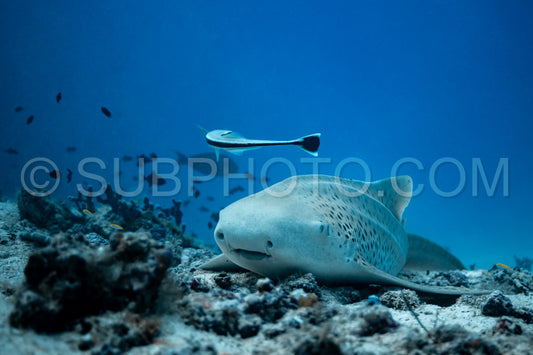 Zebra shark in the Maldives