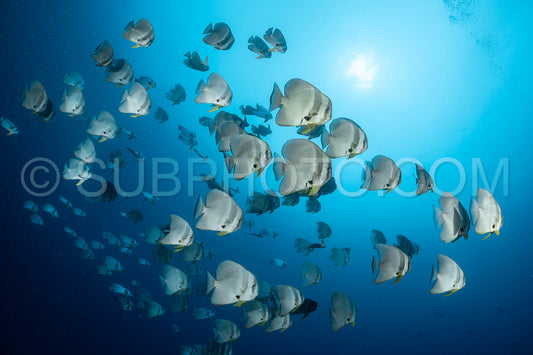 Platax fish in the Maldives