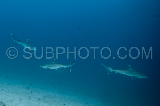 Silvertip shark