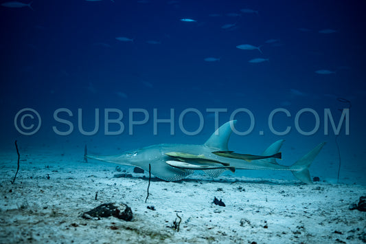 Giant guitarfish with suckerfish remora