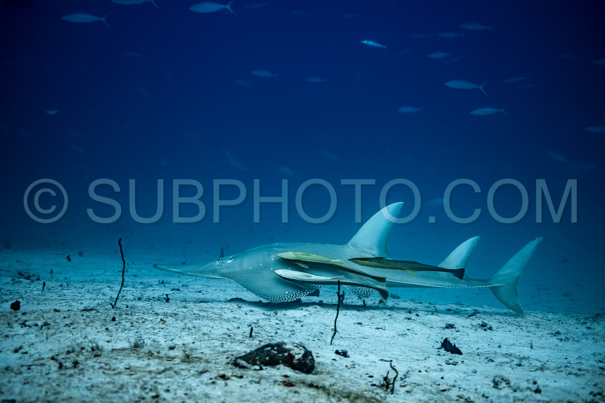 Giant guitarfish with suckerfish remora