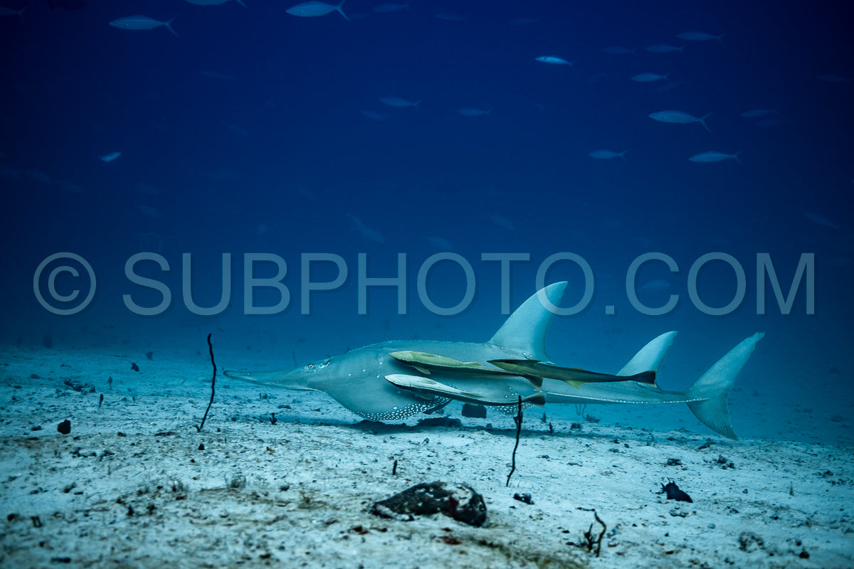 Giant guitarfish with suckerfish remora