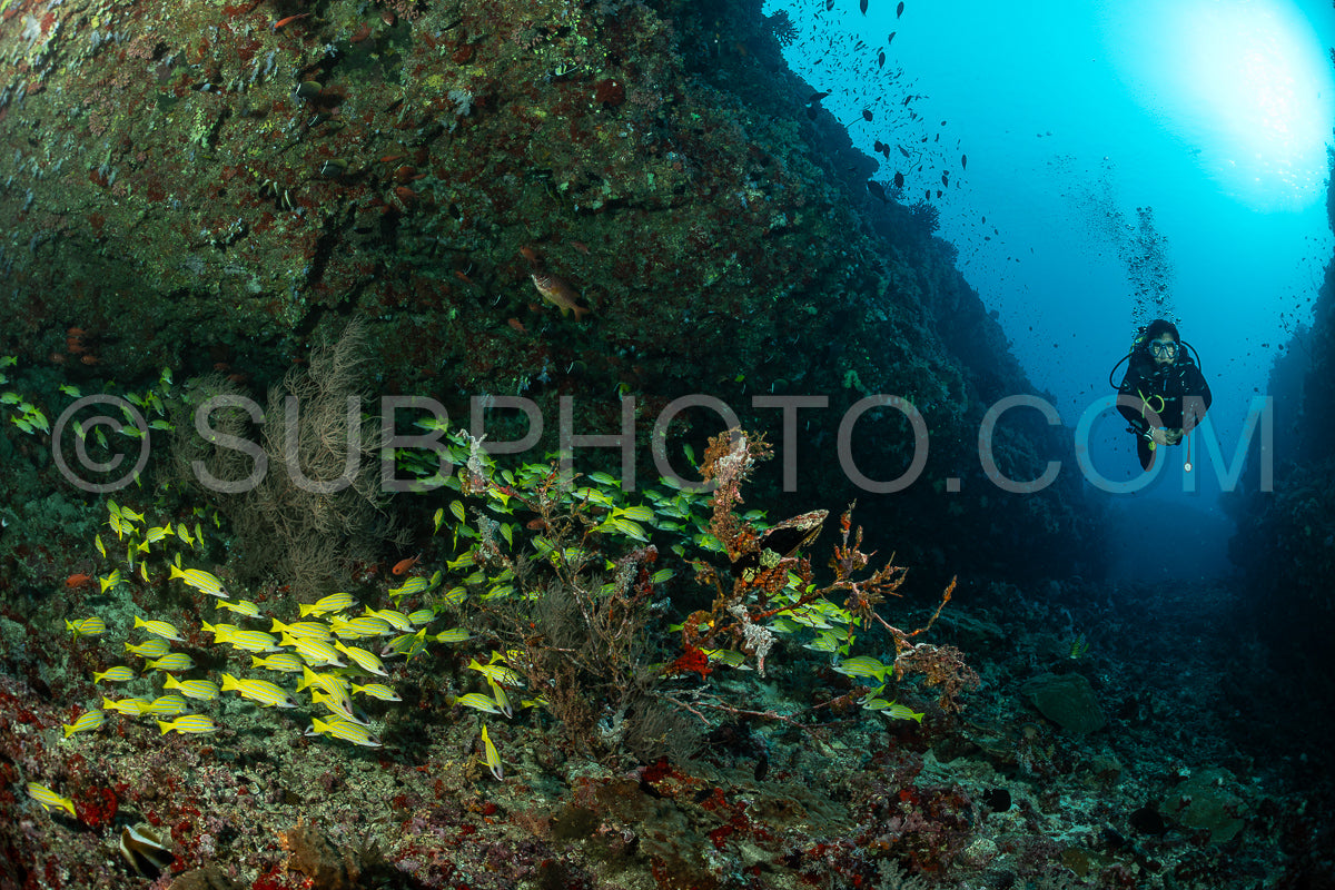 Diver discovering the beauty of the Maldivian coral reefs with abundant life