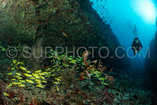Diver discovering the beauty of the Maldivian coral reefs with abundant life