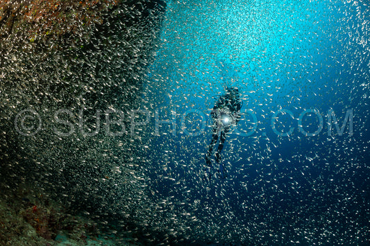 Photo de Banc de poissons-verres aux Maldives