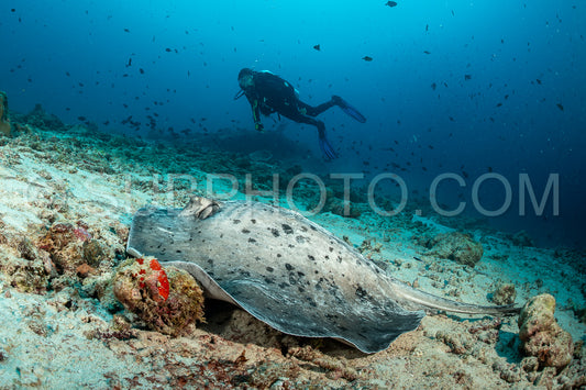 Round ribbontail ray with a diver