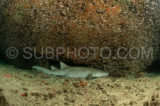 Nurse shark resting on a coral reef