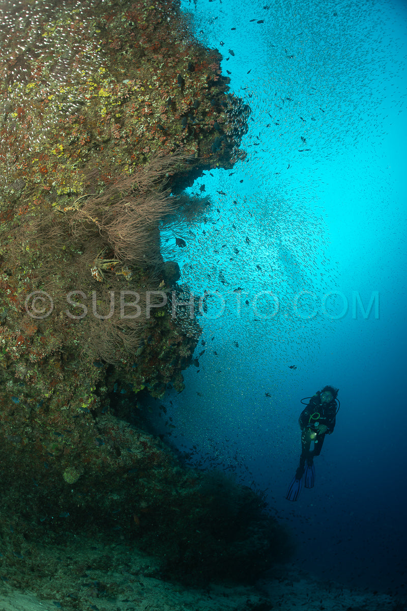 Diver discovering the beauty of the Maldivian coral reefs with abundant life