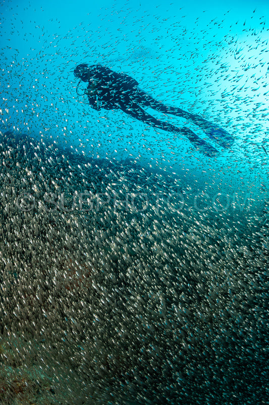 Photo de Banc de poissons-verres aux Maldives