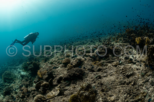 Diver discovering the beauty of the Maldivian coral reefs with abundant life