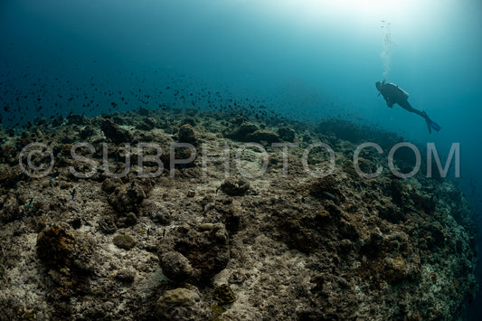 Diver discovering the beauty of the Maldivian coral reefs with abundant life