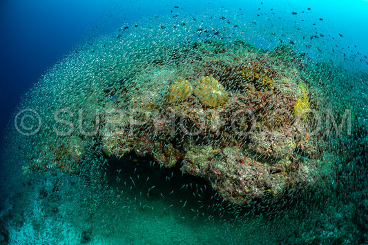 Photo de Banc de poissons-verres aux Maldives
