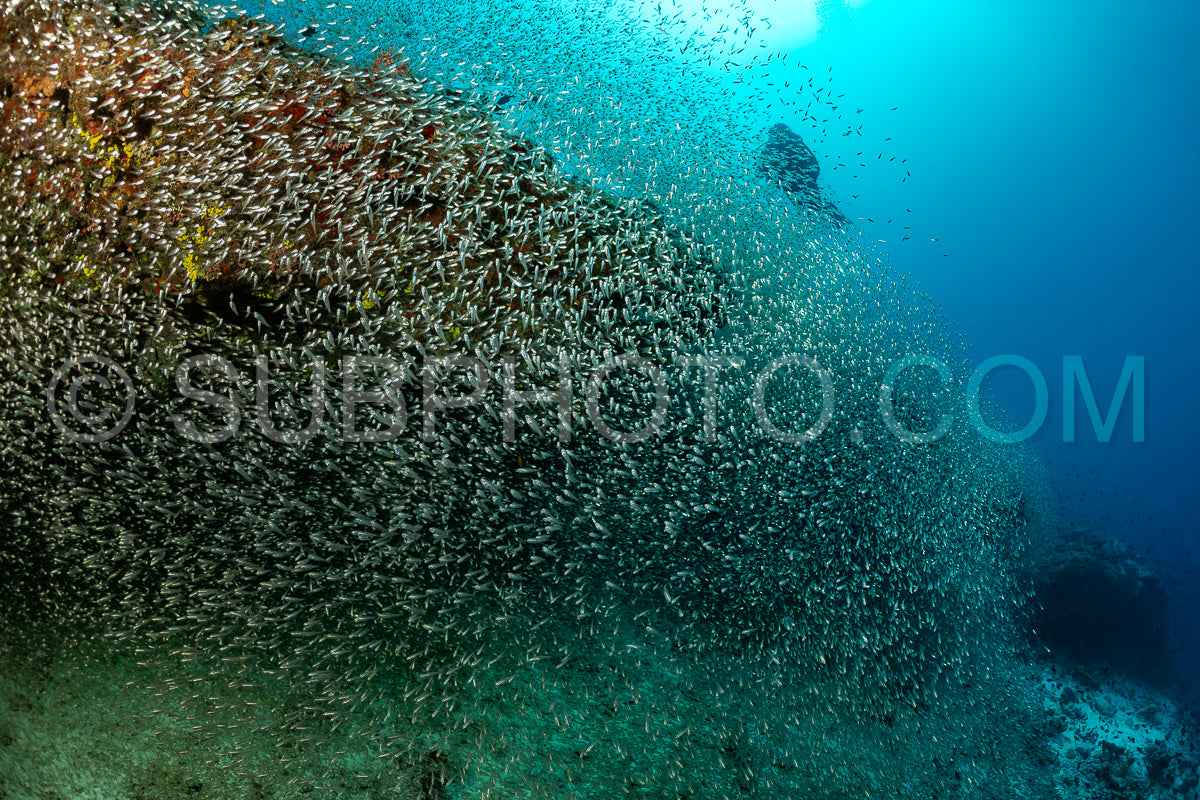 Photo de Banc de poissons-verres aux Maldives