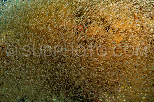 Photo de Banc de poissons-verres aux Maldives