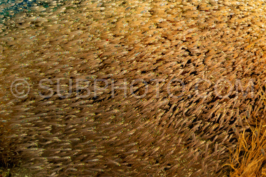 Photo de Banc de poissons-verres aux Maldives