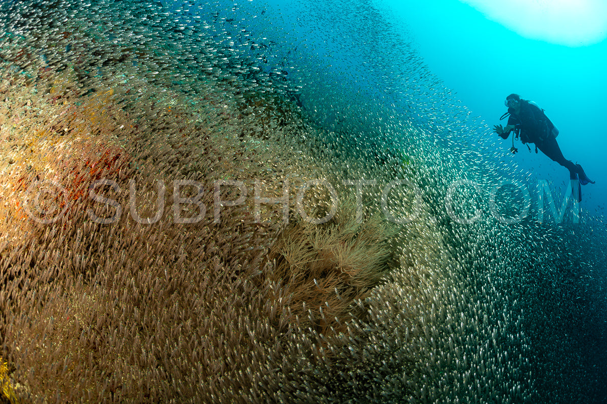 school of glassfish in the Maldives