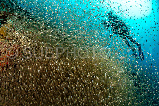 Photo de Banc de poissons-verres aux Maldives