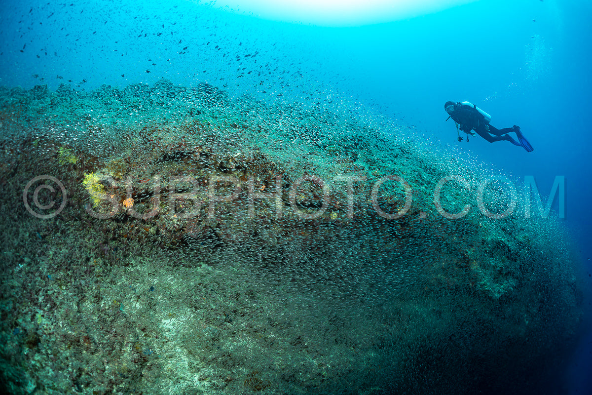 Photo de Banc de poissons-verres aux Maldives