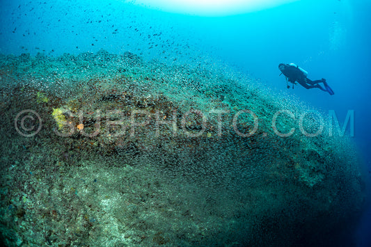 Photo de Banc de poissons-verres aux Maldives