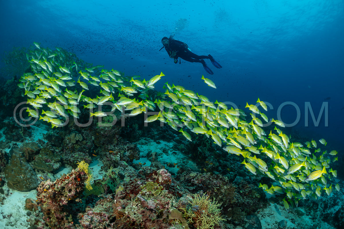 Photo de Banc de vivaneaux avec un plongeur