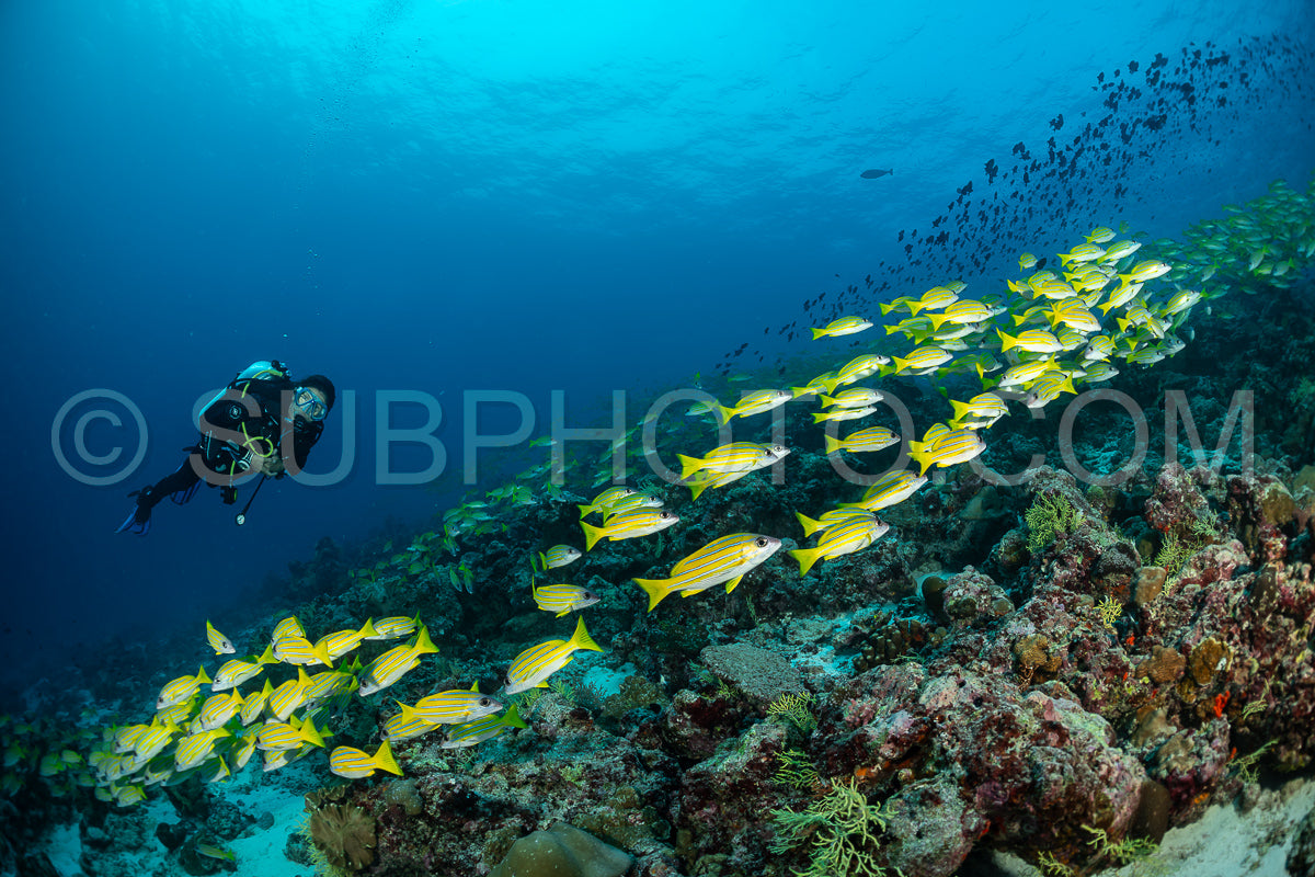 School of common bluestripe snapper with a diver