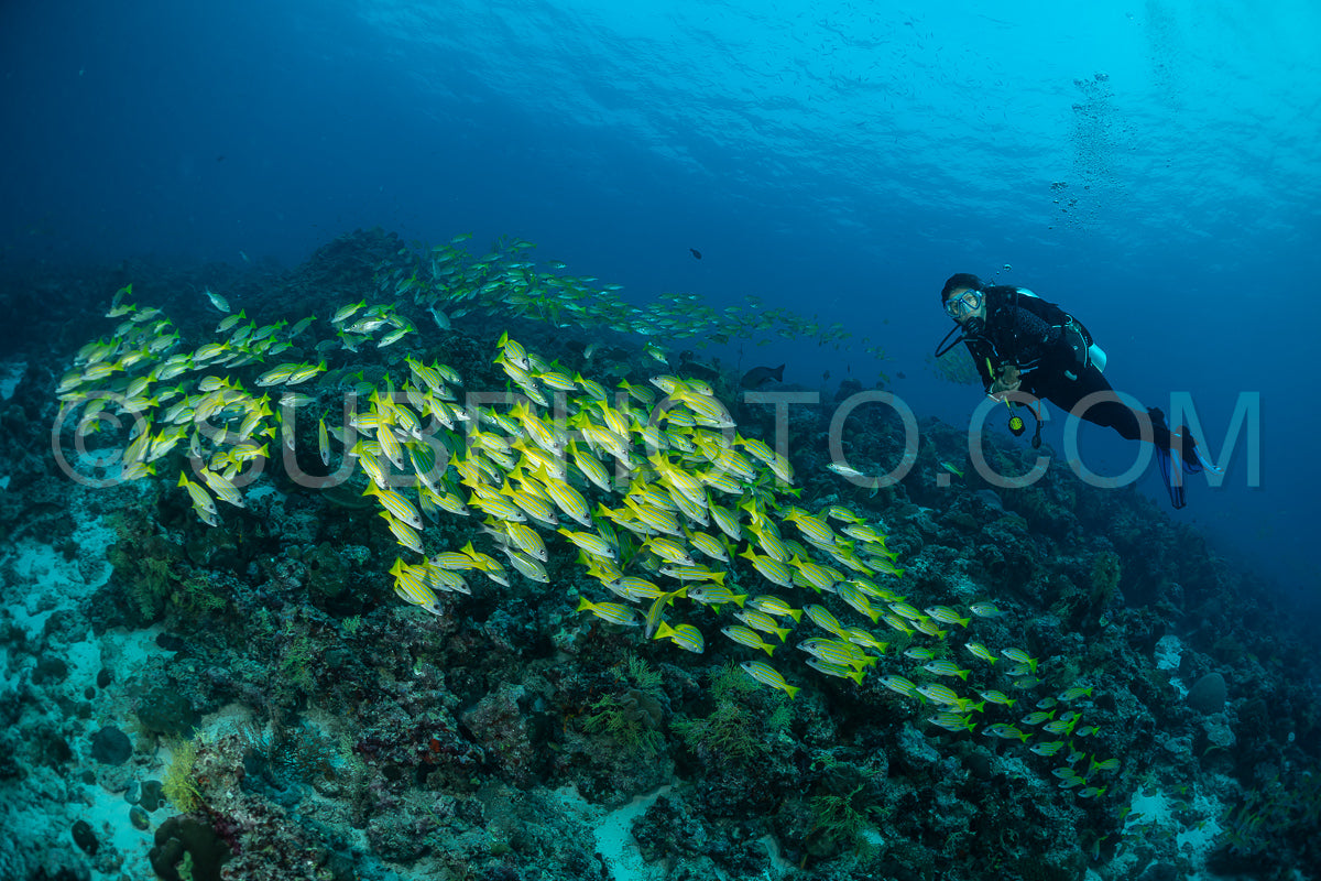 School of common bluestripe snapper with a diver