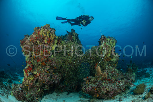 Photo de Banc de poissons-verres avec un plongeur aux Maldives