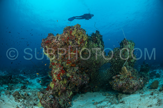 Photo de Banc de poissons-verres avec un plongeur aux Maldives