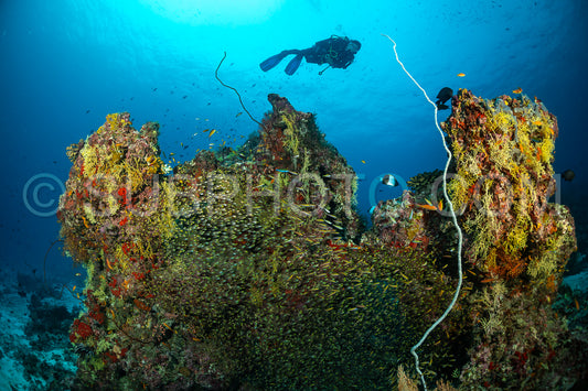 Photo de Banc de poissons-verres avec un plongeur aux Maldives