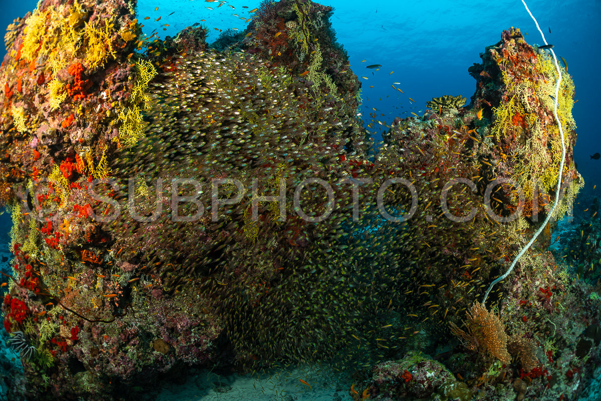 Photo de Banc de poissons-verres avec un plongeur aux Maldives