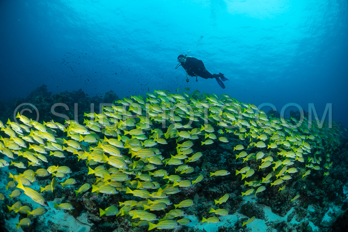 School of common bluestripe snapper with a diver