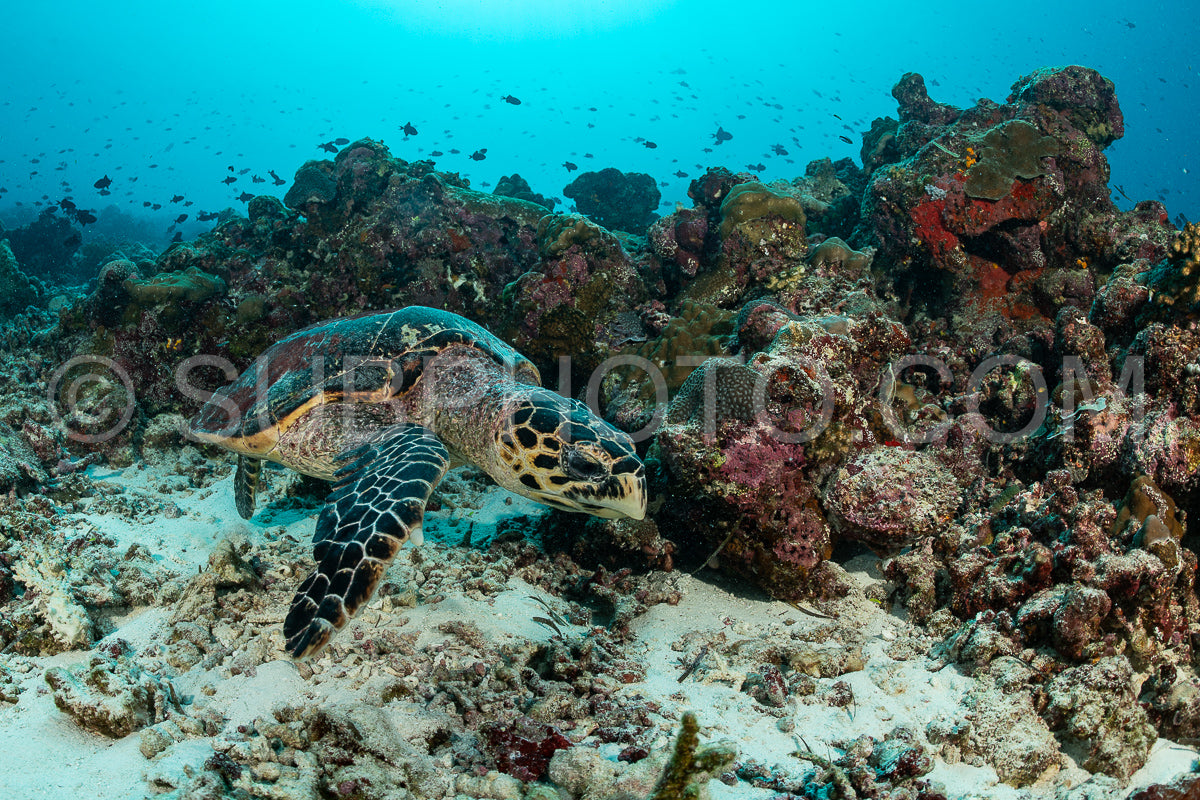 Hawksbill sea turtle