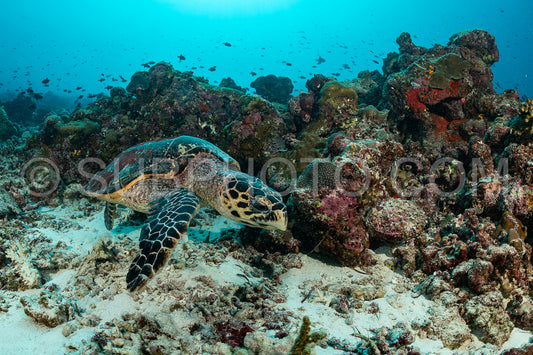 Hawksbill sea turtle