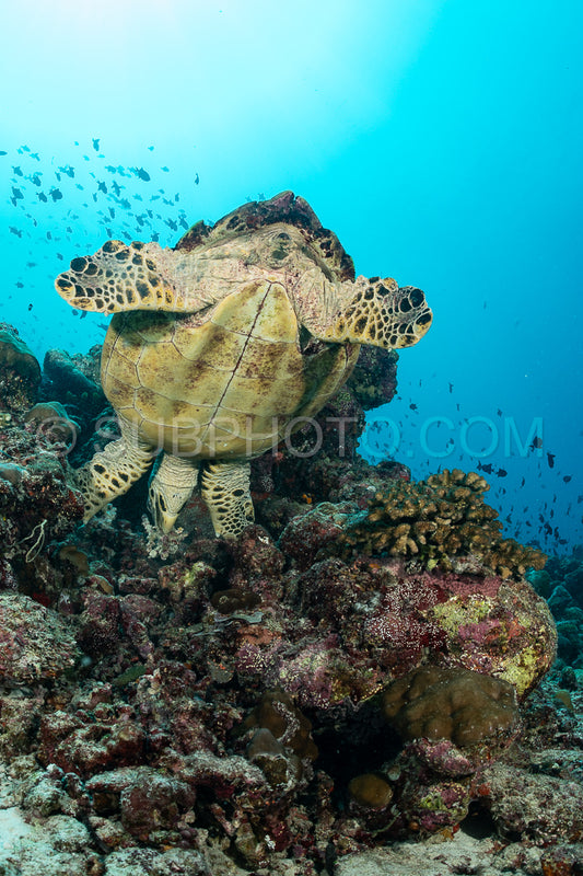 Hawksbill sea turtle