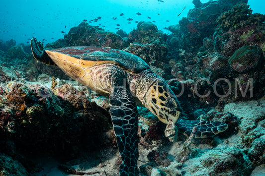 Hawksbill sea turtle