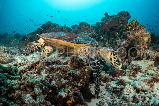 Hawksbill sea turtle