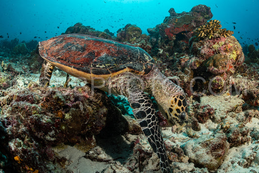 Hawksbill sea turtle
